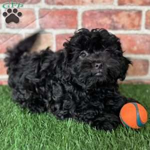 Licorice, Shih-Poo Puppy